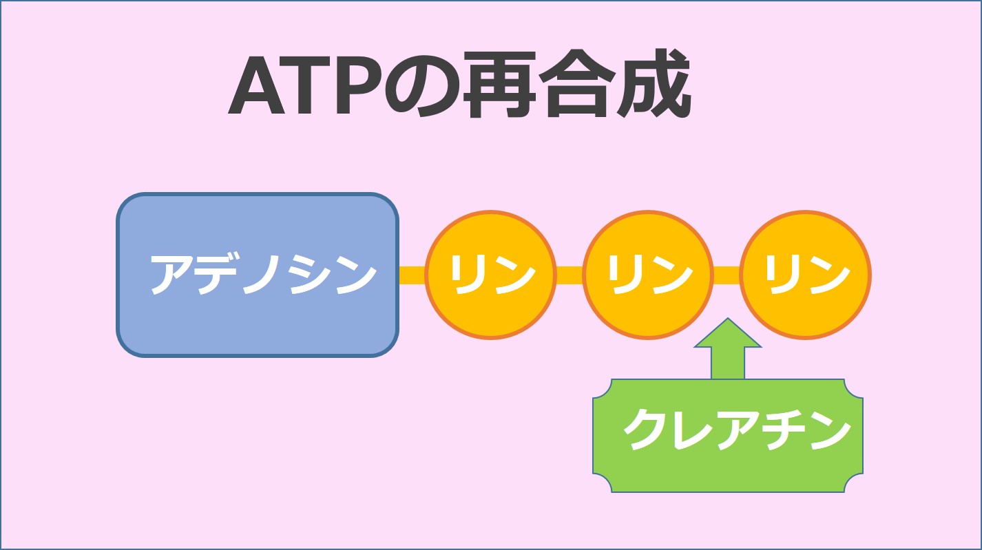 ATP再合成